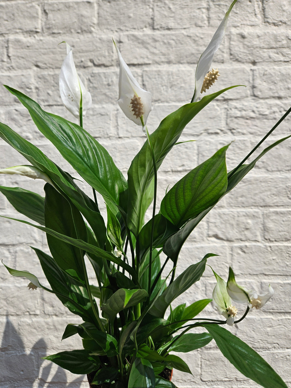 Spathiphyllum 'Pearl Cupido' (Peace Lily)