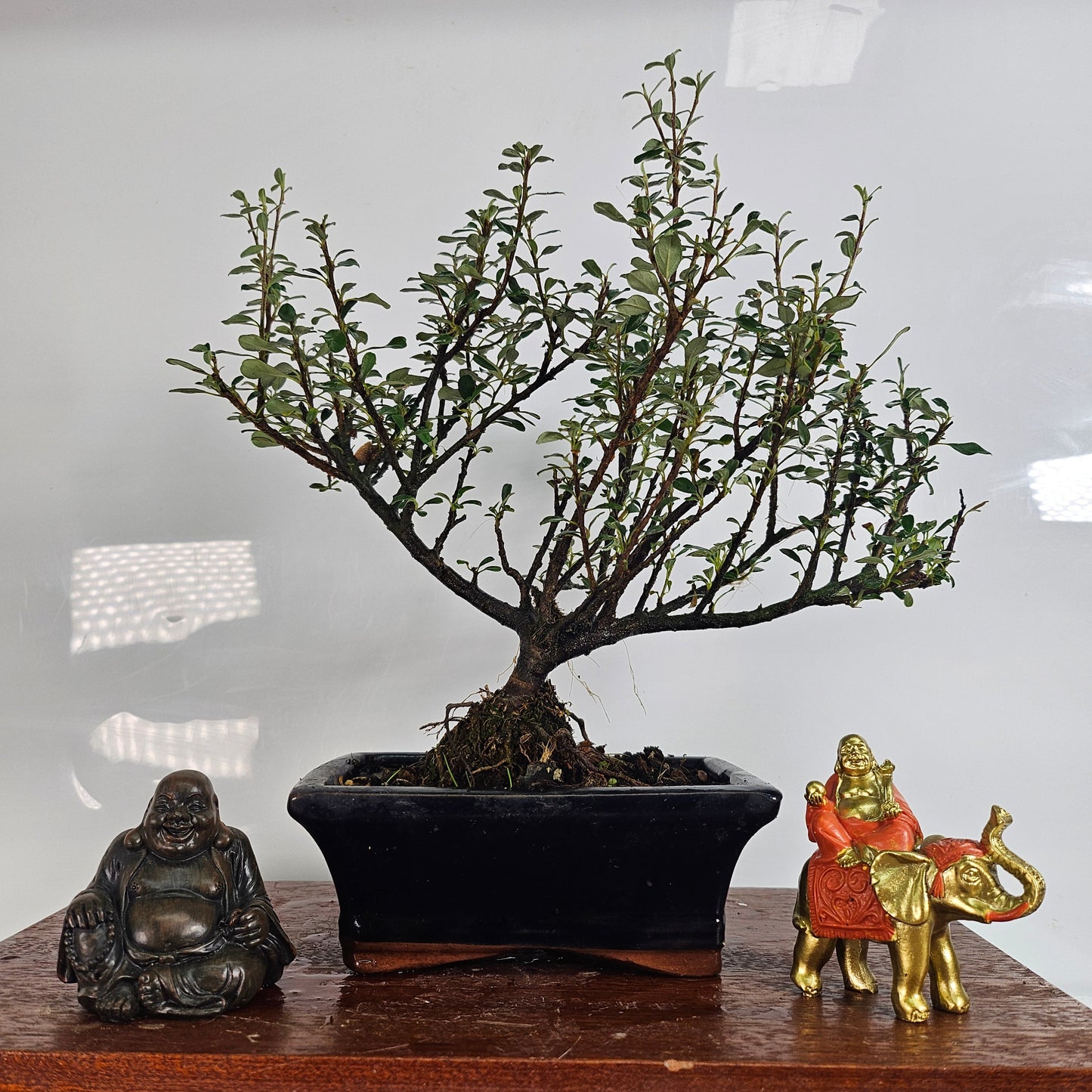 Cotoneaster Bonsai Tree In 15cm Pot - Broom Style