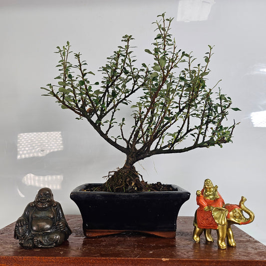 Cotoneaster Bonsai Tree In 15cm Pot - Broom Style