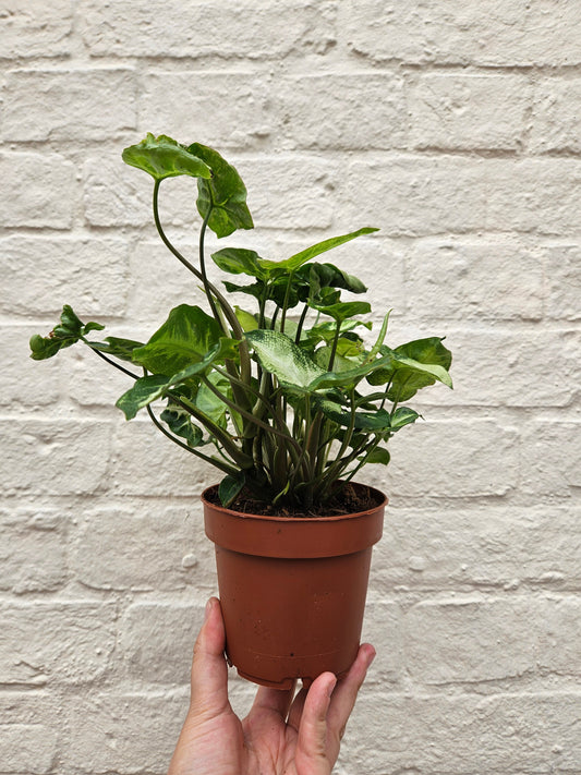 Syngonium Pixie Houseplant - Syngonium Podophyllum Arrowhead Plant