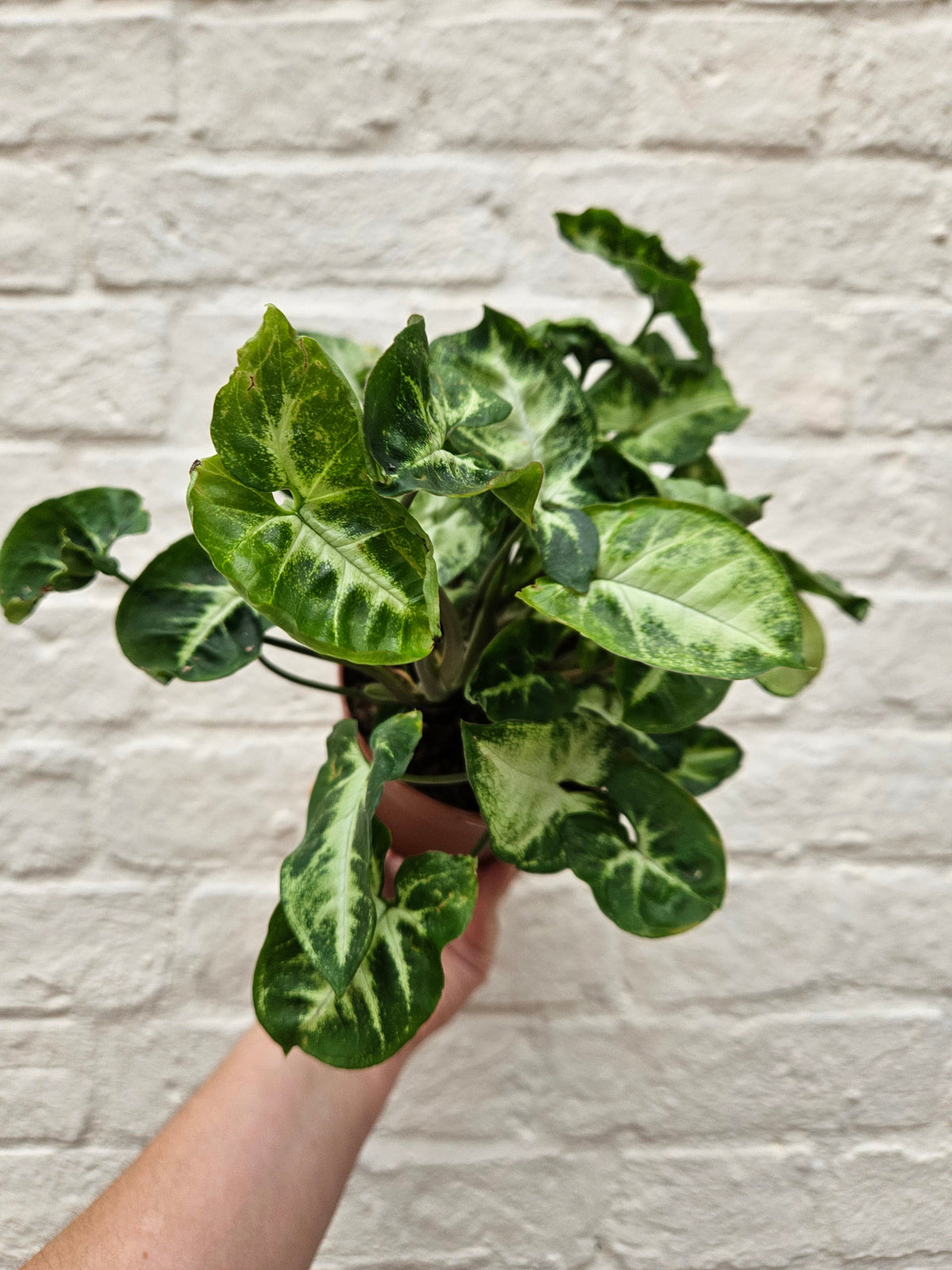 Syngonium Pixie Houseplant - Syngonium Podophyllum Arrowhead Plant