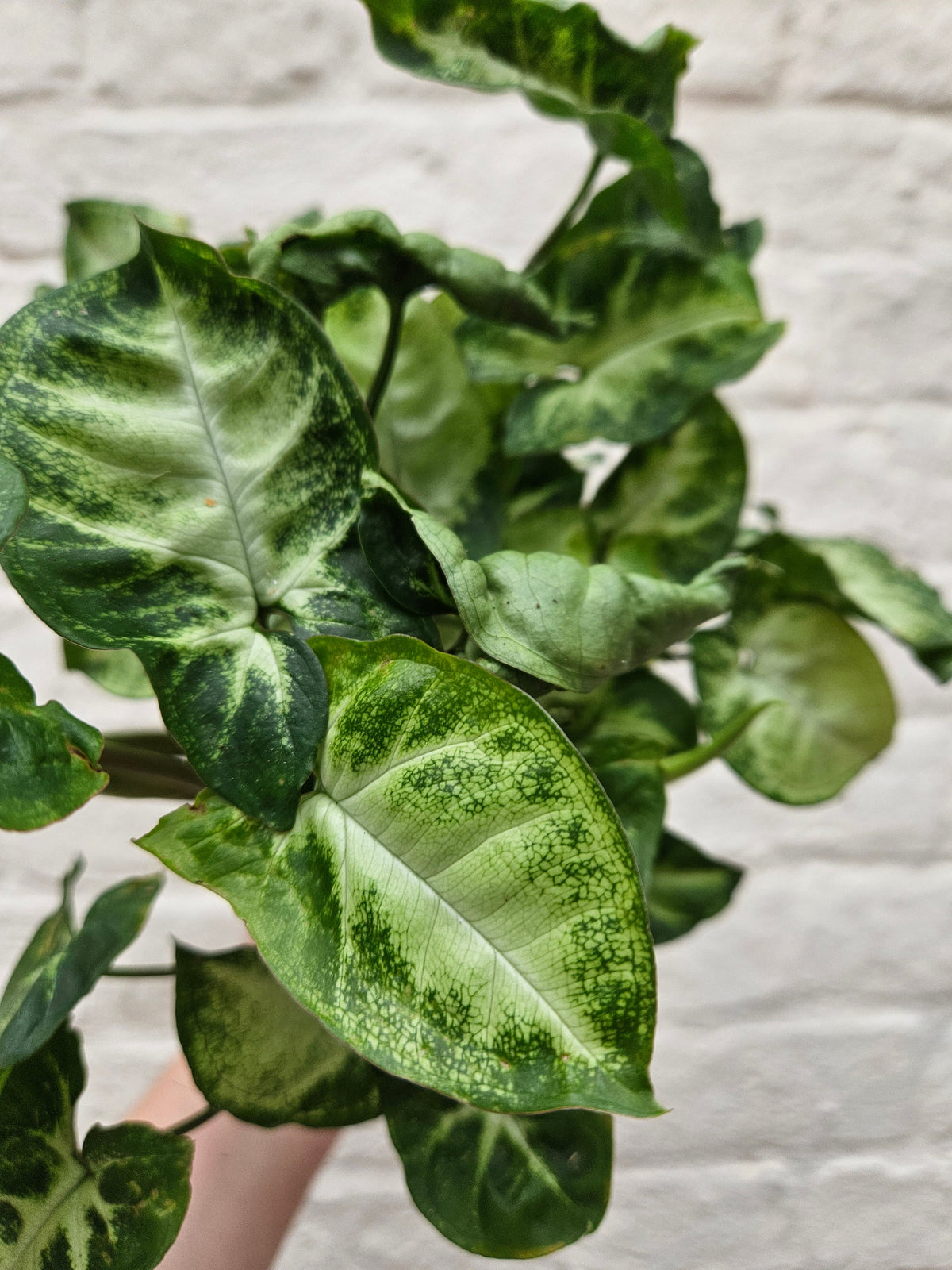 Syngonium Pixie Houseplant - Syngonium Podophyllum Arrowhead Plant