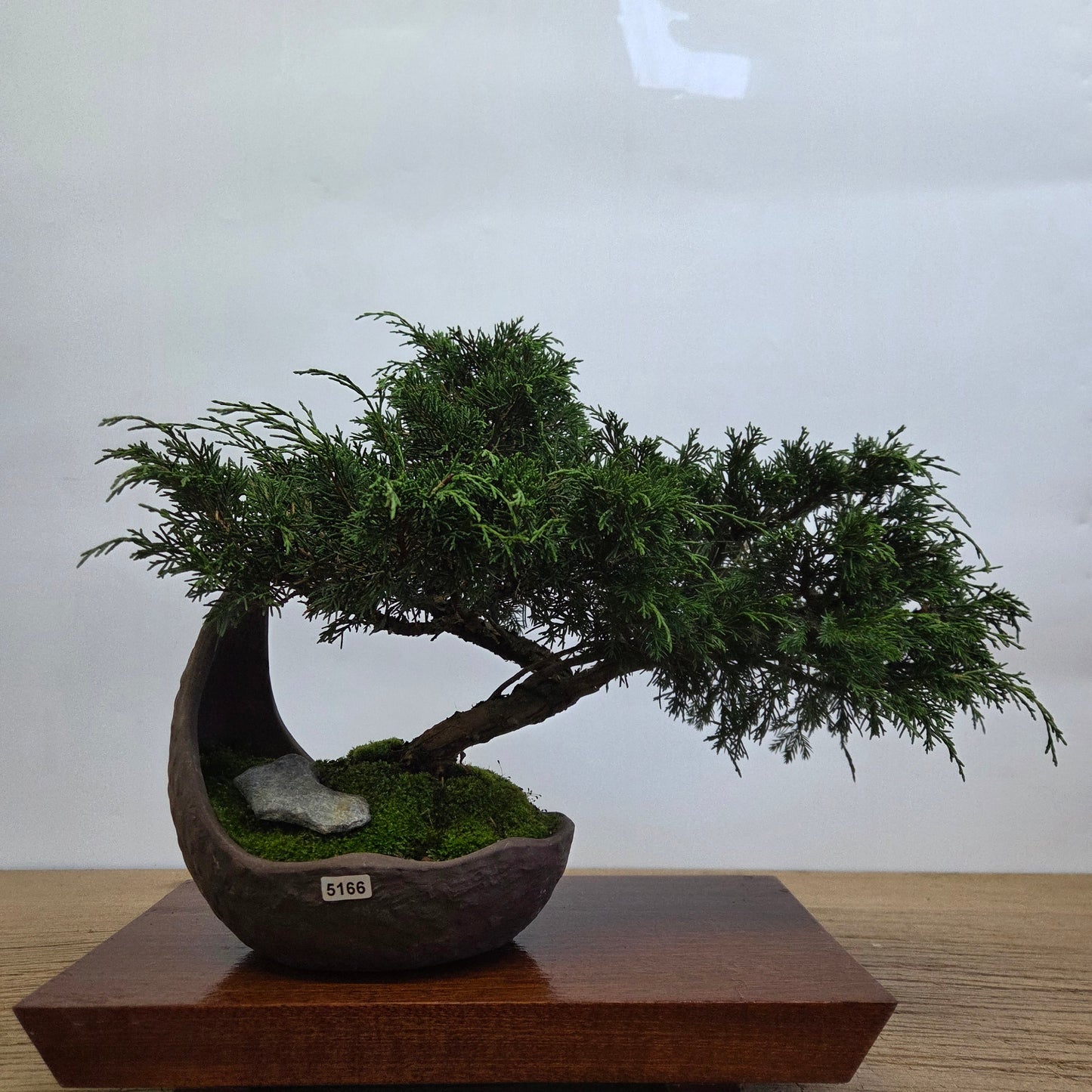 Chinese Juniper (Juniperus Chinensis) Bonsai Tree | Cascading | In 20cm Half Moon Pot