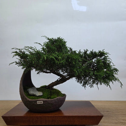 Chinese Juniper (Juniperus Chinensis) Bonsai Tree | Cascading | In 20cm Half Moon Pot