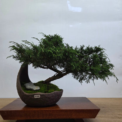 Chinese Juniper (Juniperus Chinensis) Bonsai Tree | Cascading | In 20cm Half Moon Pot