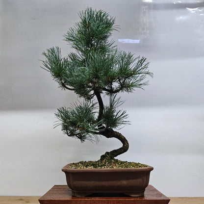 Japanese White Pine Bonsai Tree (Pinus Parviflora) | Shaped | In 25cm Pot