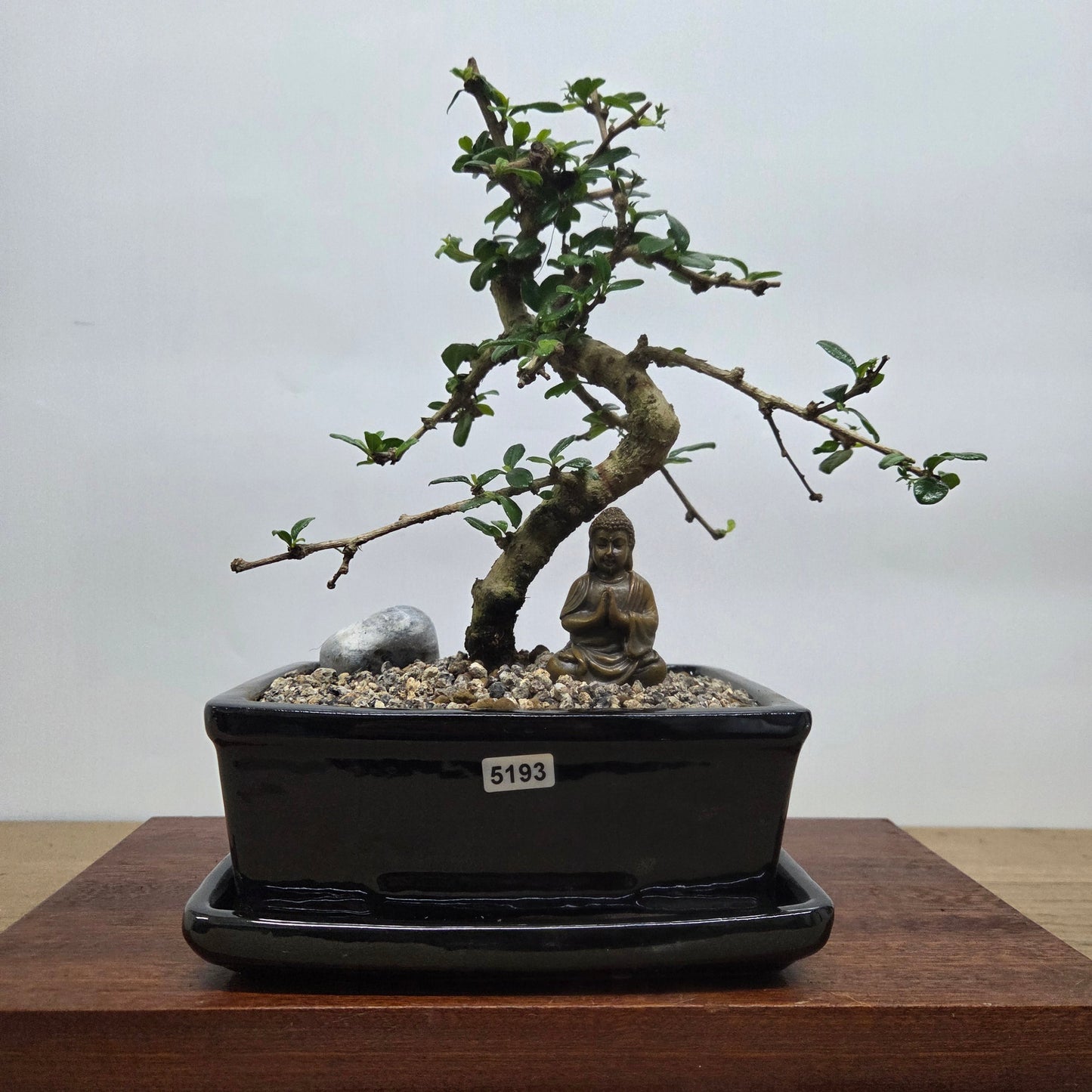 Fukien Tea Tree (Carmona Retusa) Premium Bonsai Tree Bundle | Shaped | In 18cm Pot