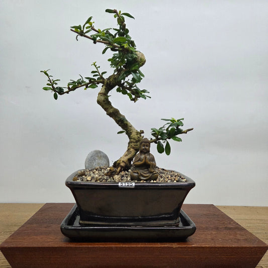 Fukien Tea Tree (Carmona Retusa) Premium Bonsai Tree Bundle | Shaped | In 18cm Pot