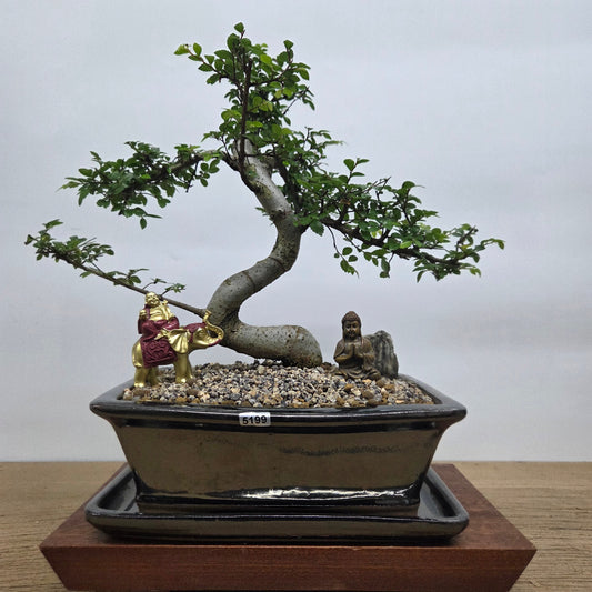 Chinese Elm (Ulmus Parvifolia) Premium Bonsai Tree Bundle | Shaped | In 26cm Pot