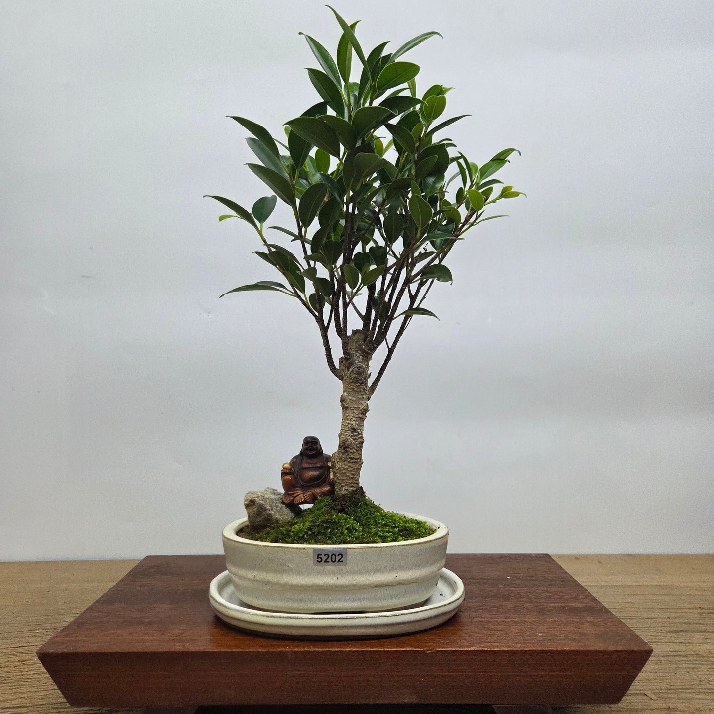 Ficus Microcarpa (Banyan Fig) Indoor Premium Bonsai Tree Bundle | Broom | In 16cm Pot