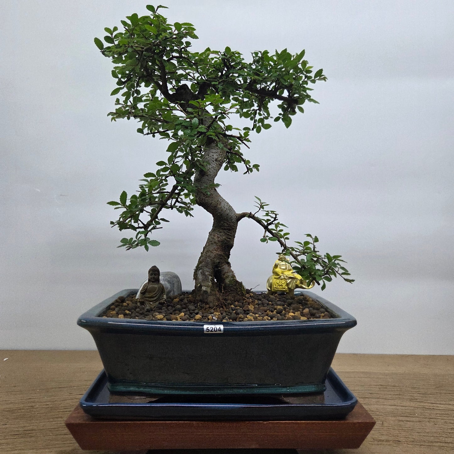 Chinese Elm (Ulmus Parvifolia) Premium Bonsai Tree Bundle | Shaped | In 31cm Pot