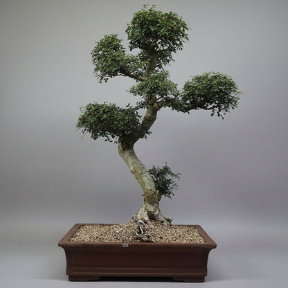 Large Chinese Elm (Ulmus Parvifolia) Bonsai Tree | Shaped Style | Height 110cm | In 60cm Pot
