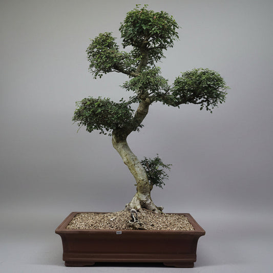 Large Chinese Elm (Ulmus Parvifolia) Bonsai Tree | Shaped Style | Height 110cm | In 60cm Pot