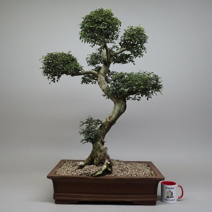 Large Chinese Elm (Ulmus Parvifolia) Bonsai Tree | Shaped Style | Height 110cm | In 60cm Pot