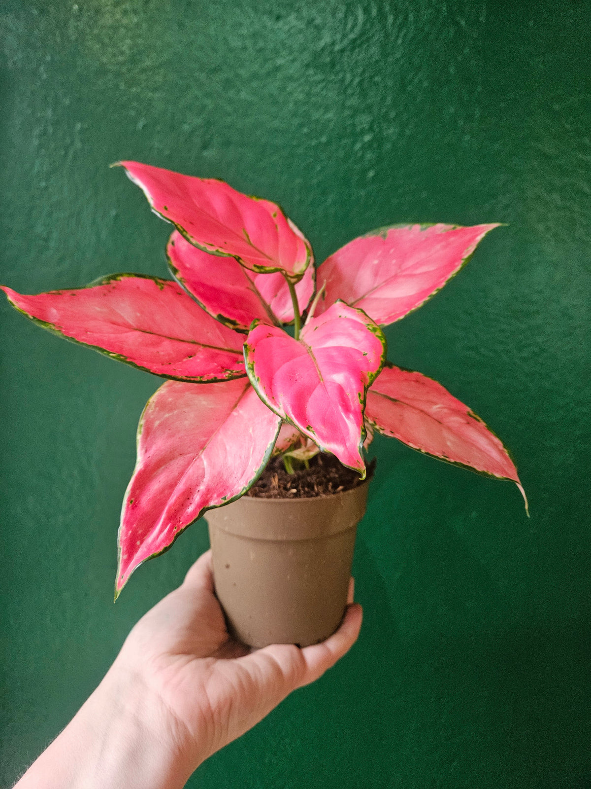 Aglaonema 'Pinky Promise' - Chinese Evergreen Houseplant