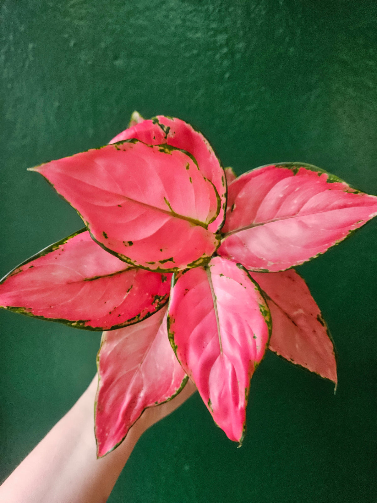 Aglaonema 'Pinky Promise' - Chinese Evergreen Houseplant
