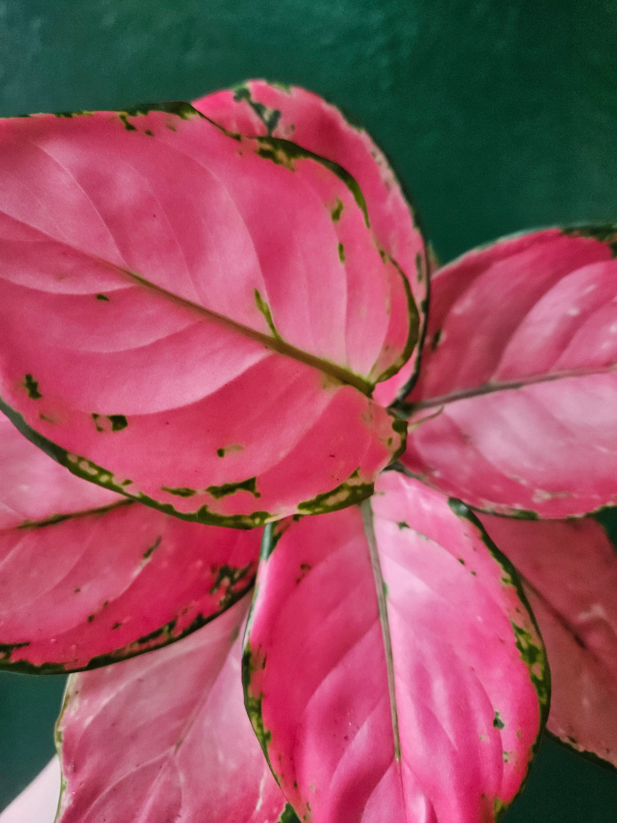 Aglaonema 'Pinky Promise' - Chinese Evergreen Houseplant