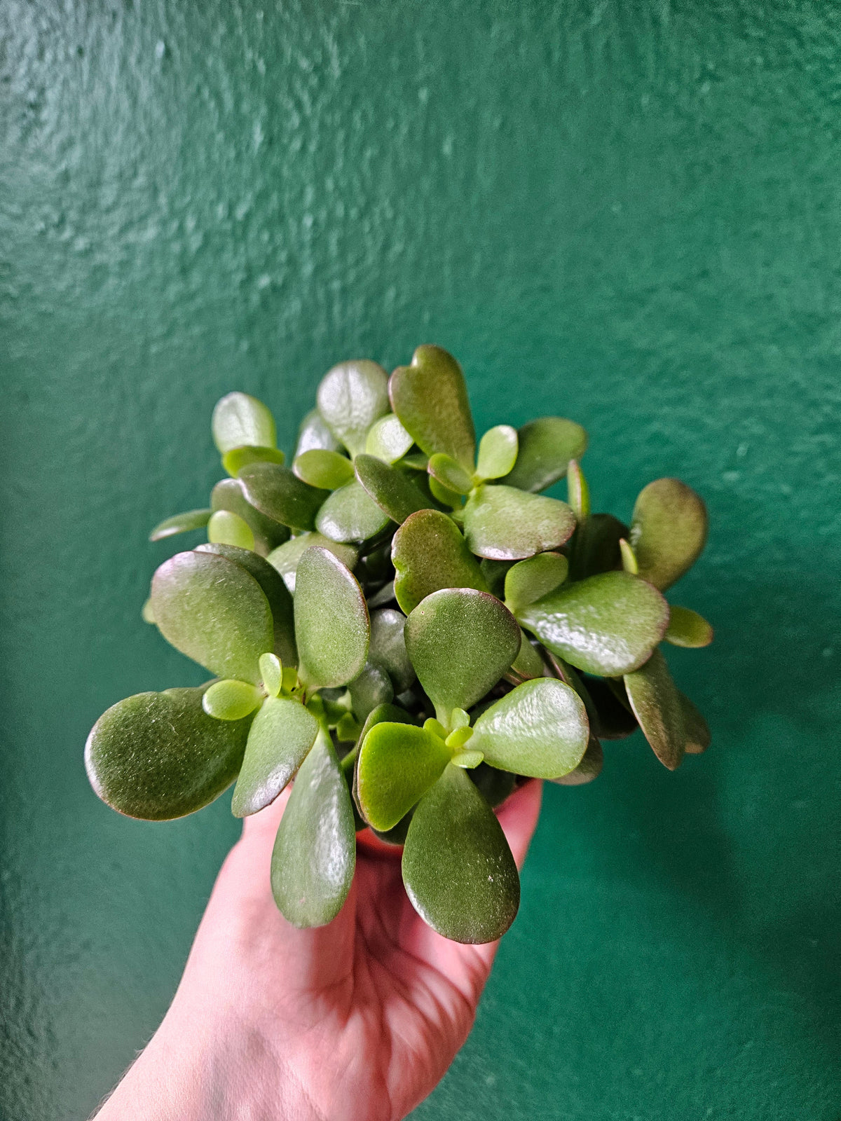 Crassula ovata 'Minor' (Jade plant)