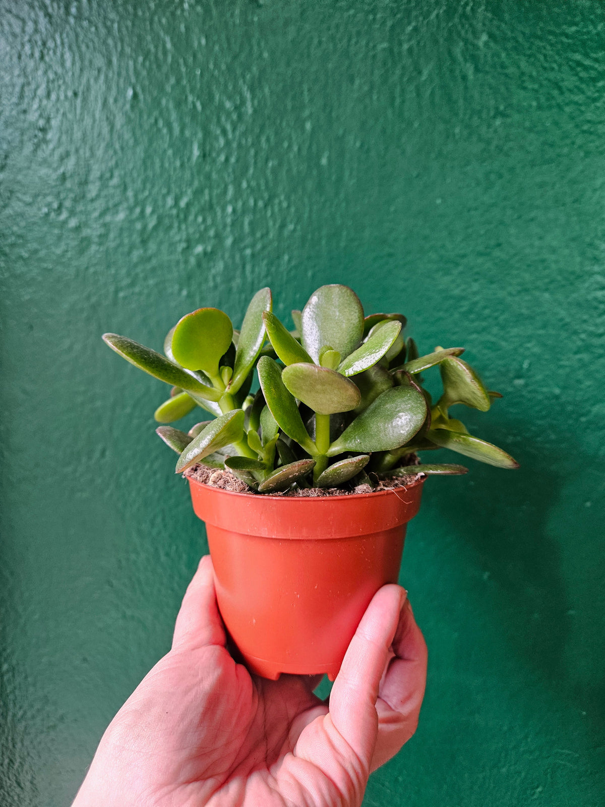 Crassula ovata 'Minor' (Jade plant)