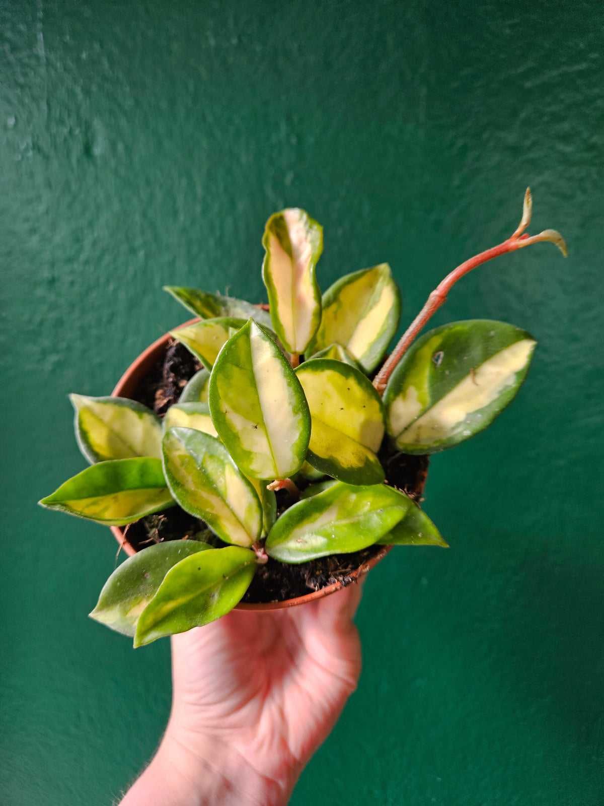 Hoya carnosa 'Tricolour'