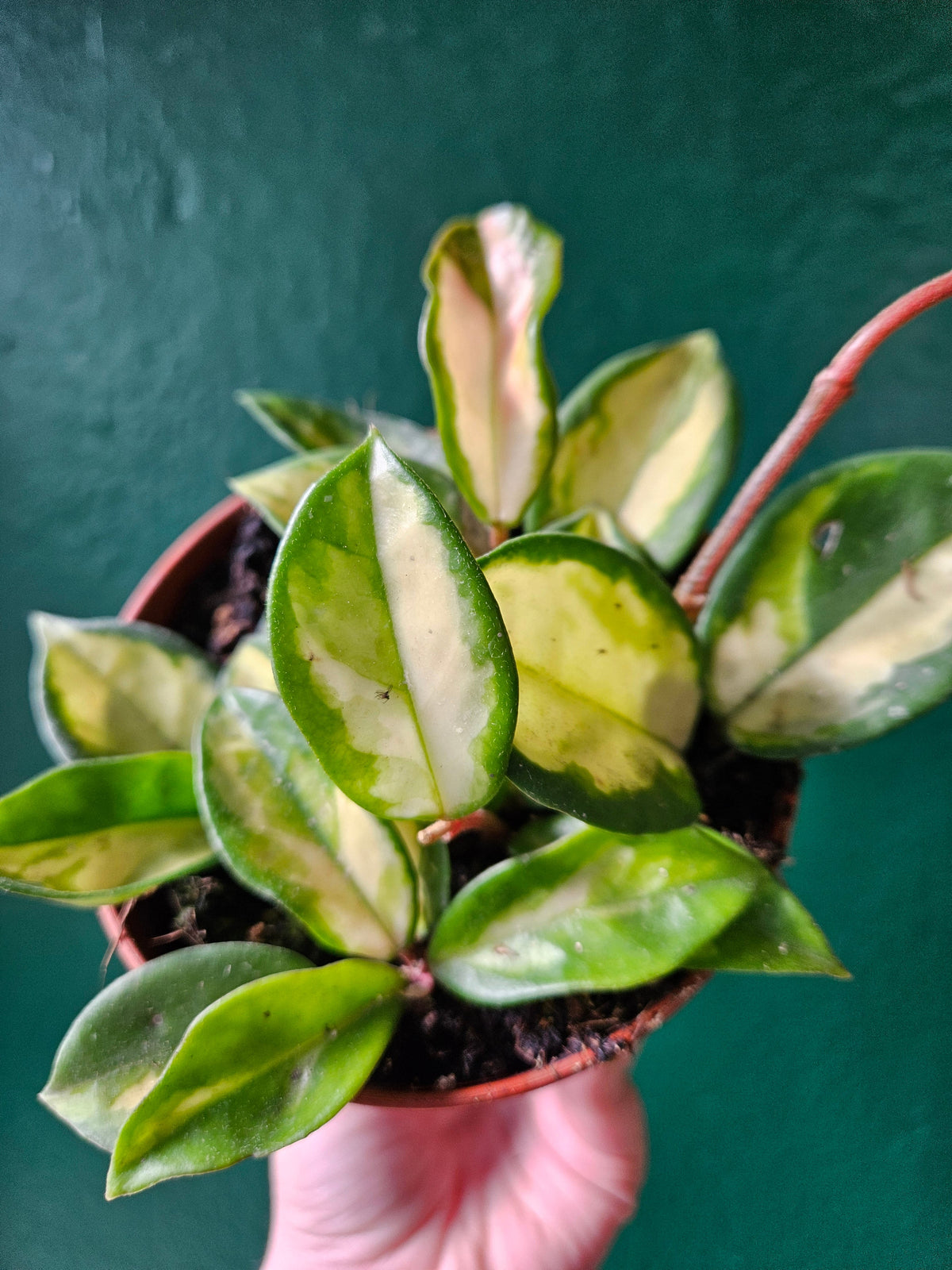 Hoya carnosa 'Tricolour'