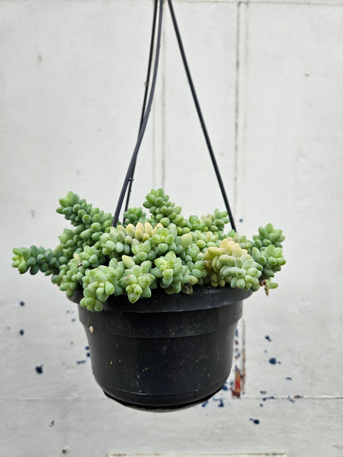 Sedum morganianum 'Burrito'  (Donkey Tail)