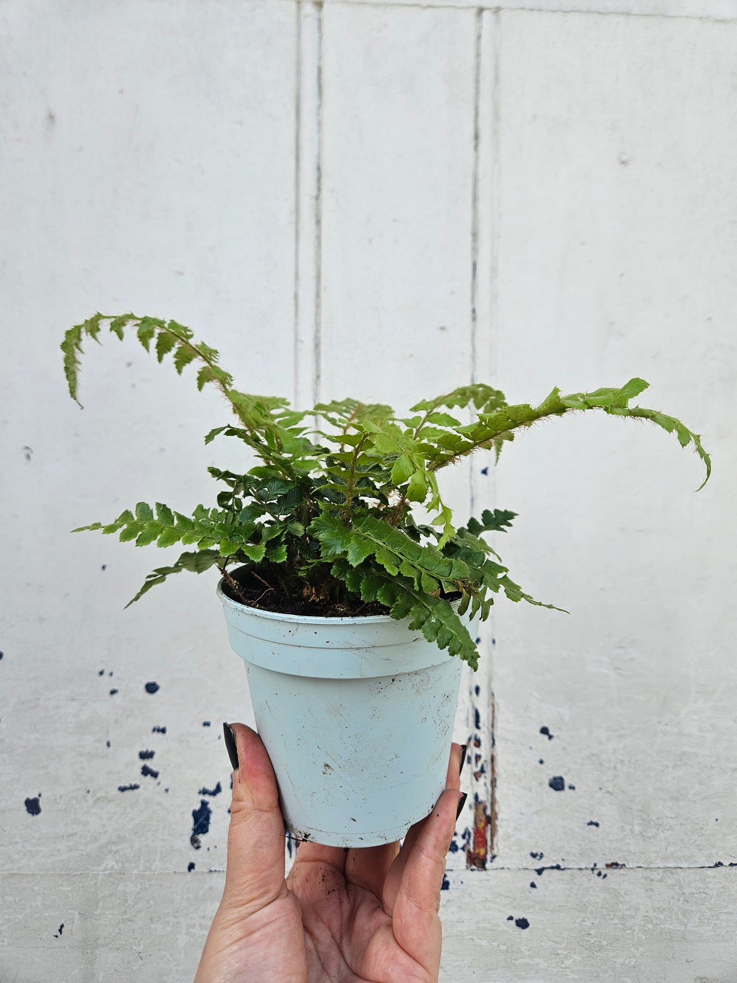 Polystichum polyblepharum 'Jade' (Japanese Lace Fern)