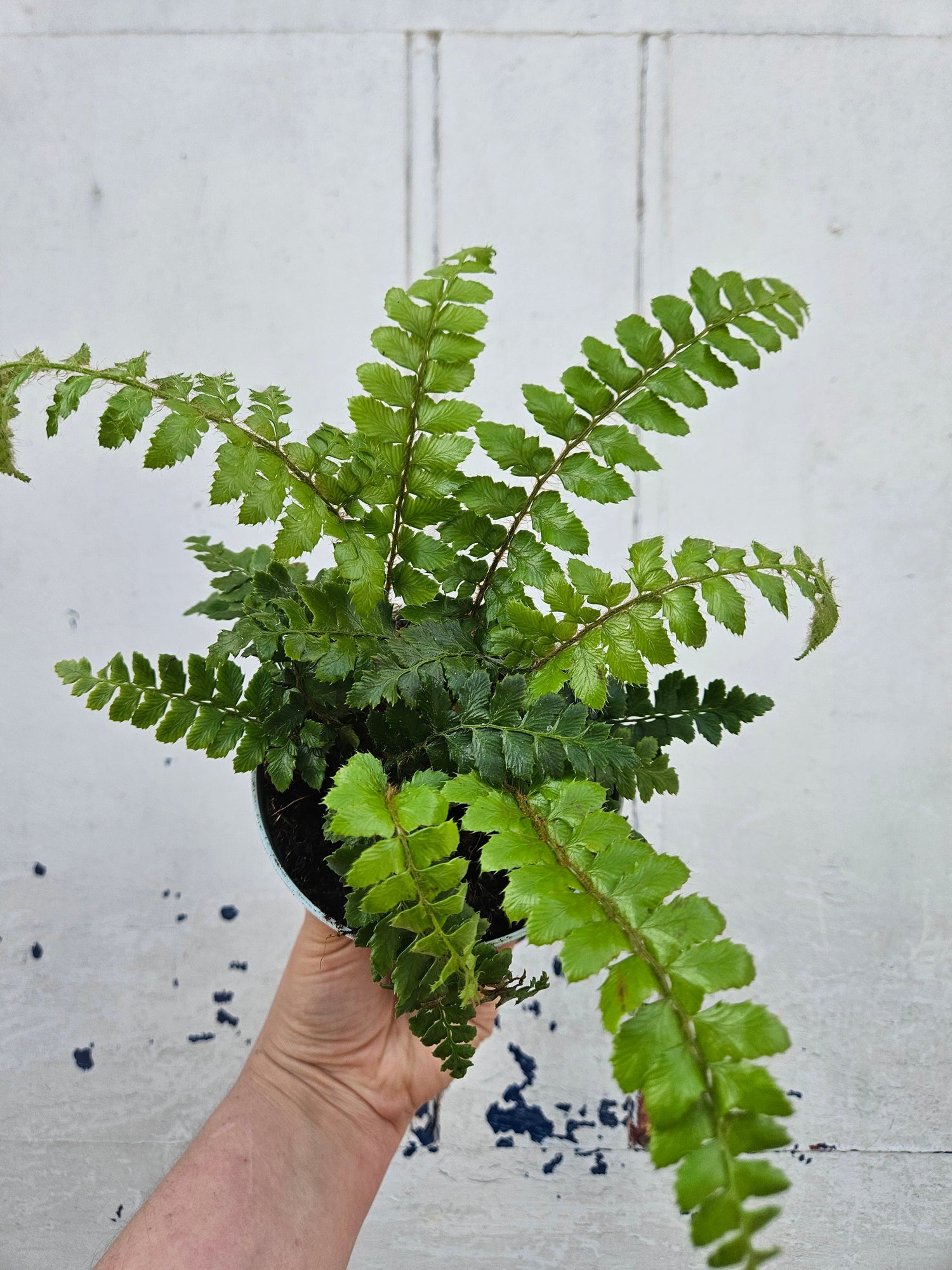 Polystichum polyblepharum 'Jade' (Japanese Lace Fern)