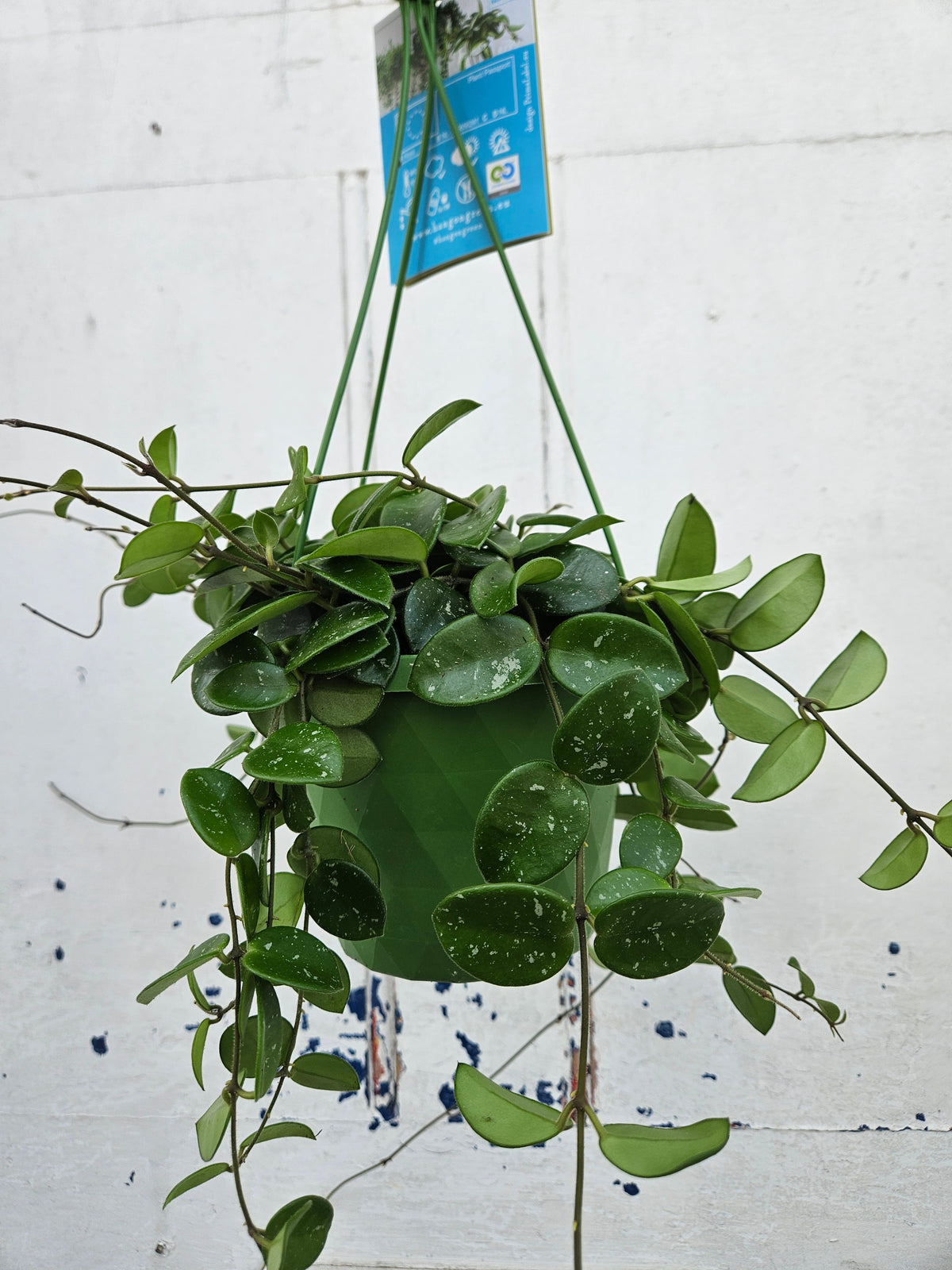 Hoya Mathilde splash Houseplant