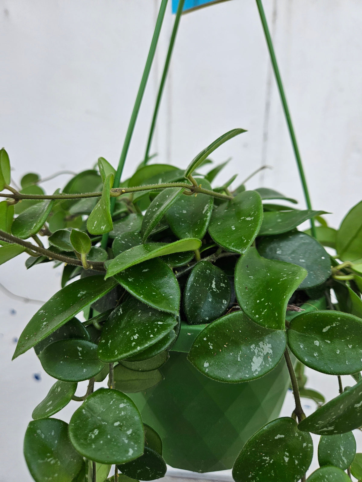 Hoya Mathilde splash Houseplant