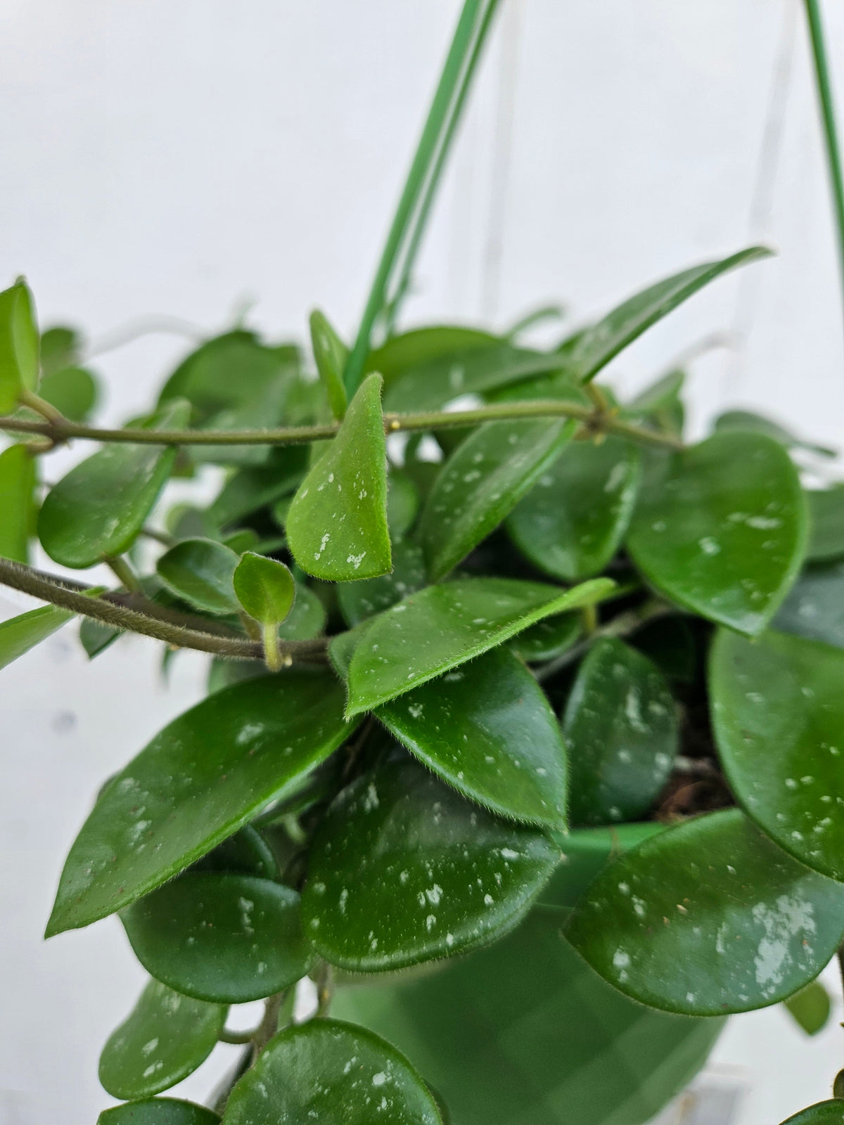 Hoya Mathilde splash Houseplant