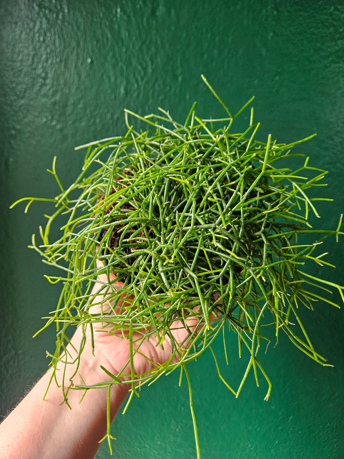 Rhipsalis Baccifera 'Oasis' Houseplant - Mistletoe Cactus Plant