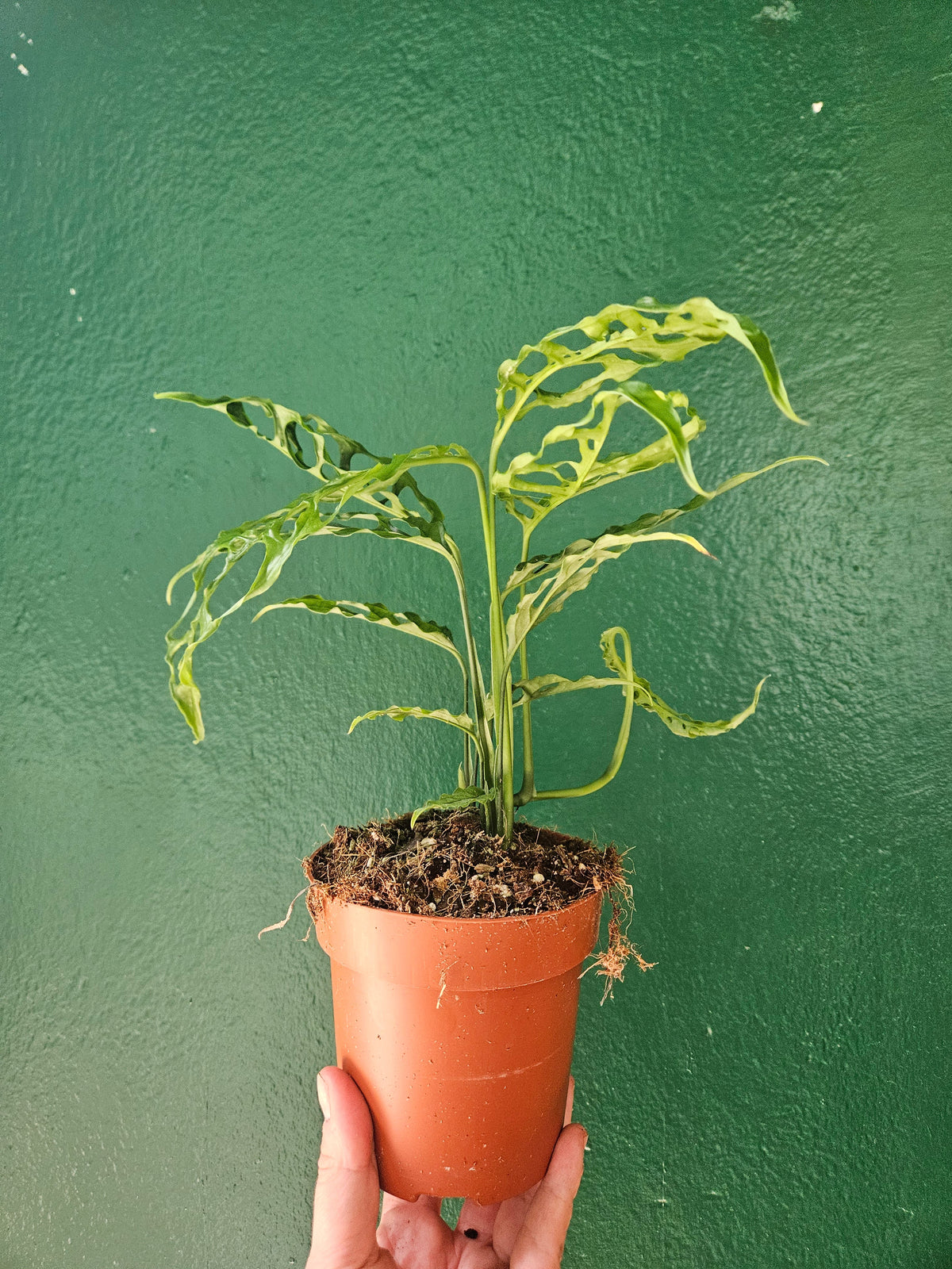 Monstera obliqua 'Peru' (Swiss Cheese Vine)