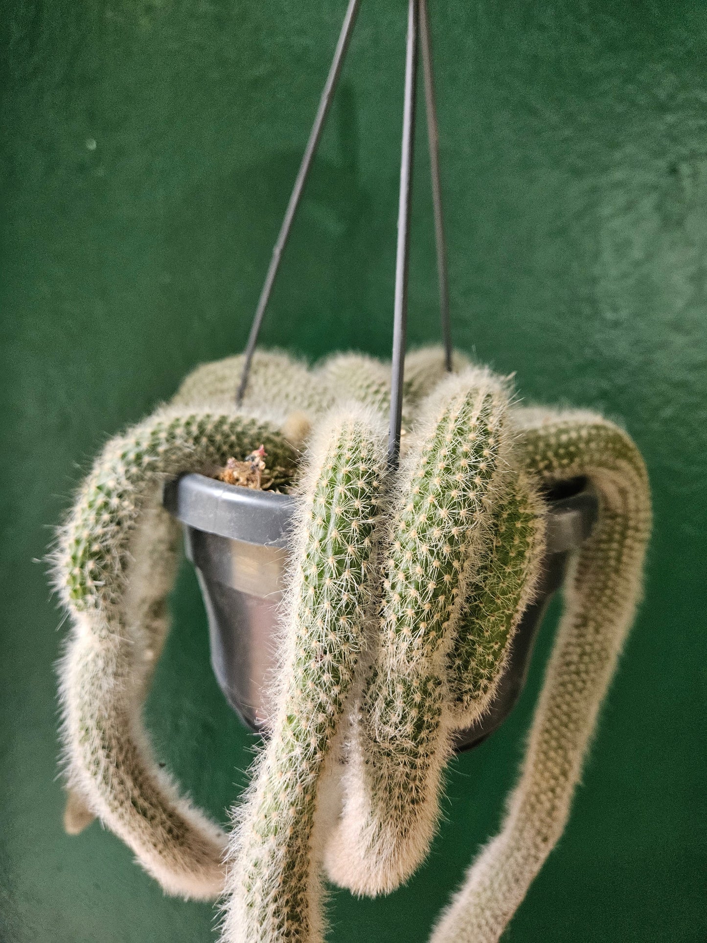 Cleistocactus colademononis (Monkey Tail Cactus)
