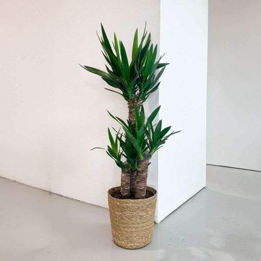 2037211-5802001_Atmosphere_01_SQ