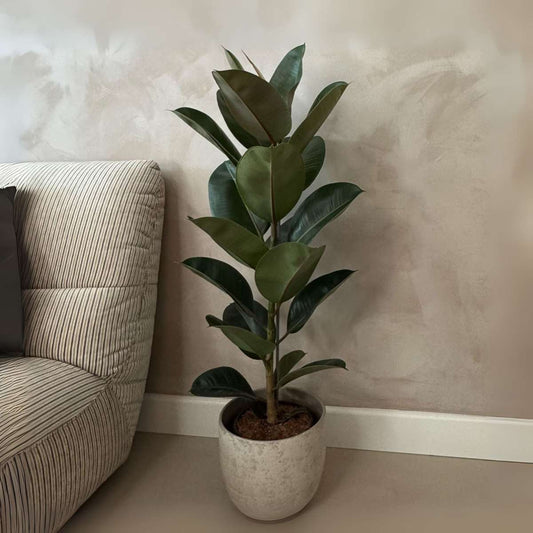 Large Ficus Elastica Robusta - Rubber Plant - Height 75-100cm