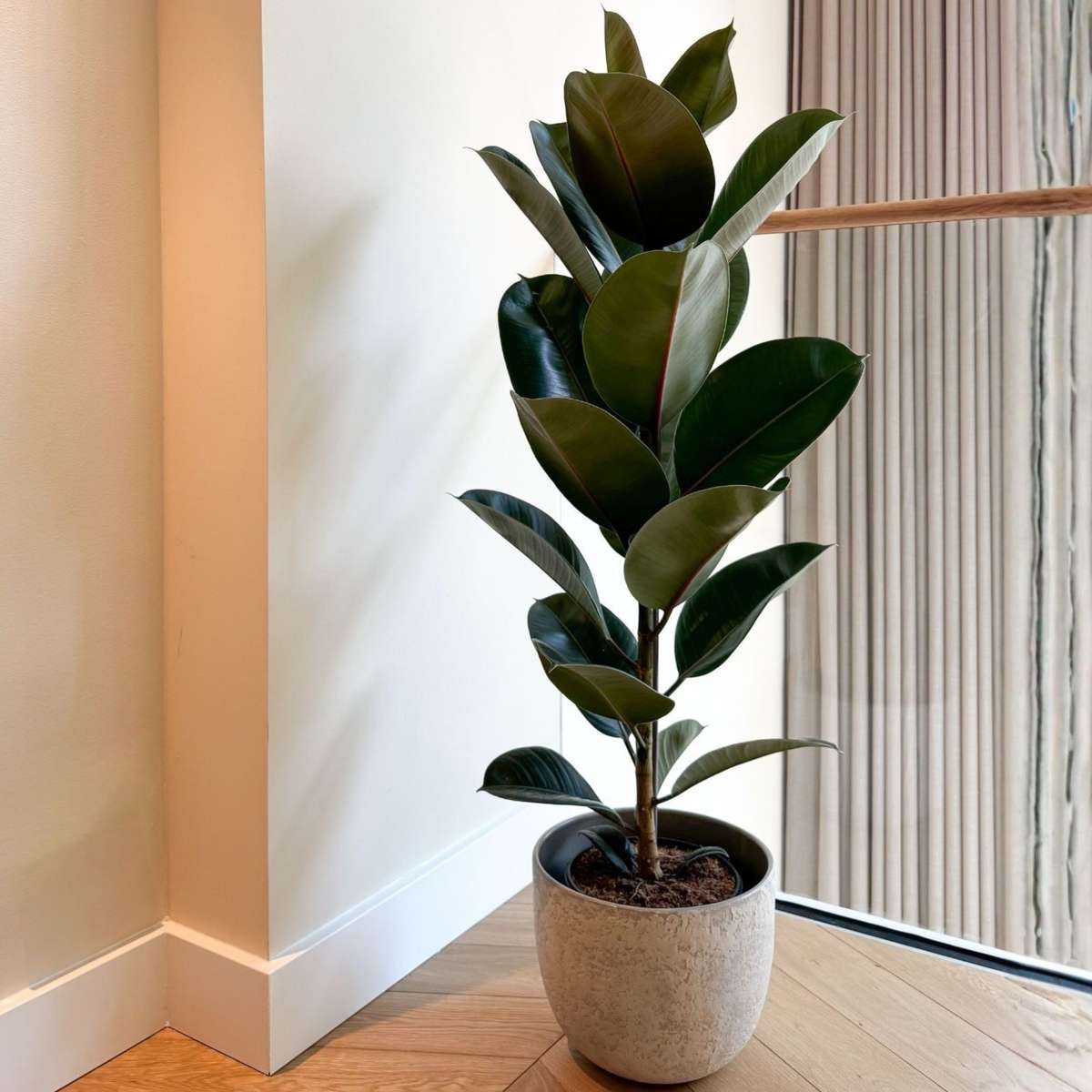 Large Ficus Elastica Robusta - Rubber Plant - Height 75-100cm