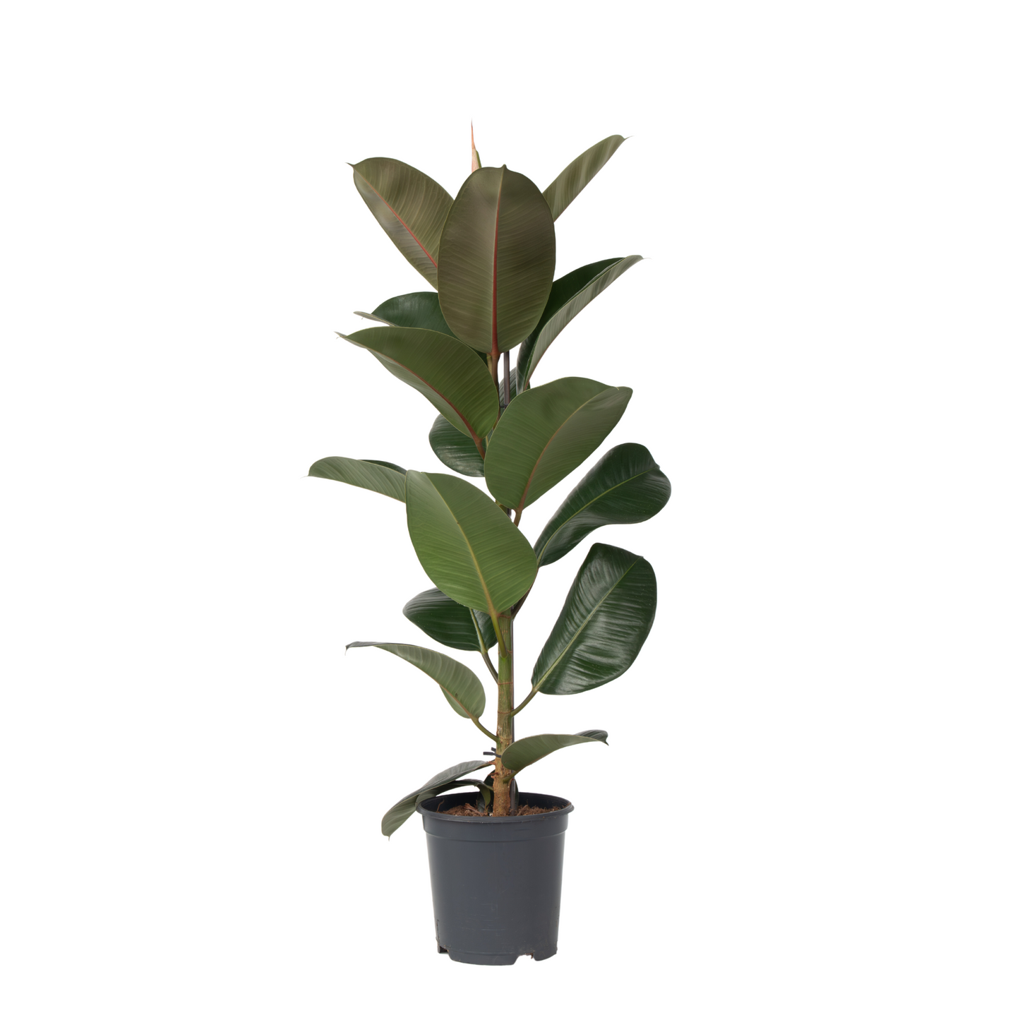 Large Ficus Elastica Robusta - Rubber Plant - Height 75-100cm