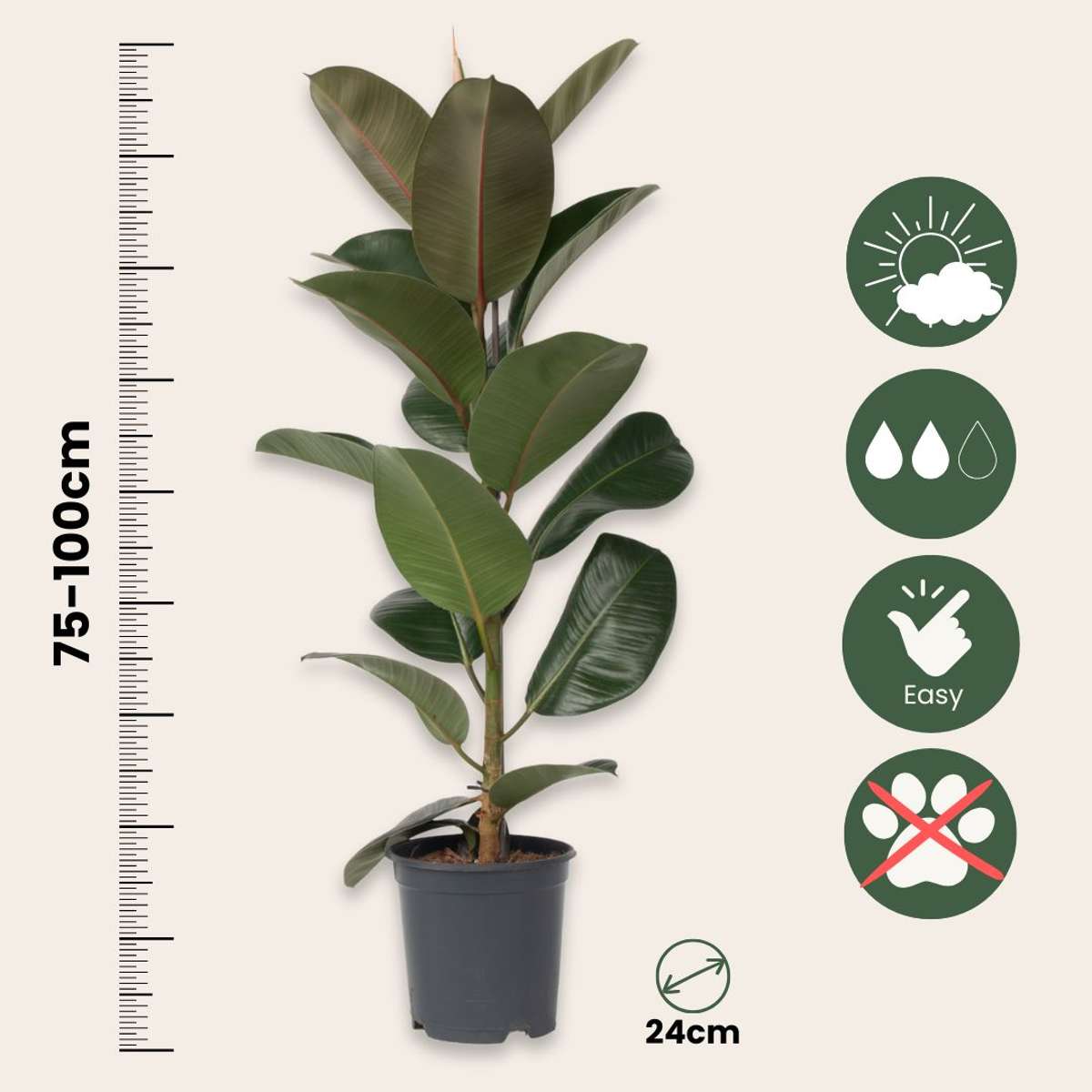 Large Ficus Elastica Robusta - Rubber Plant - Height 75-100cm