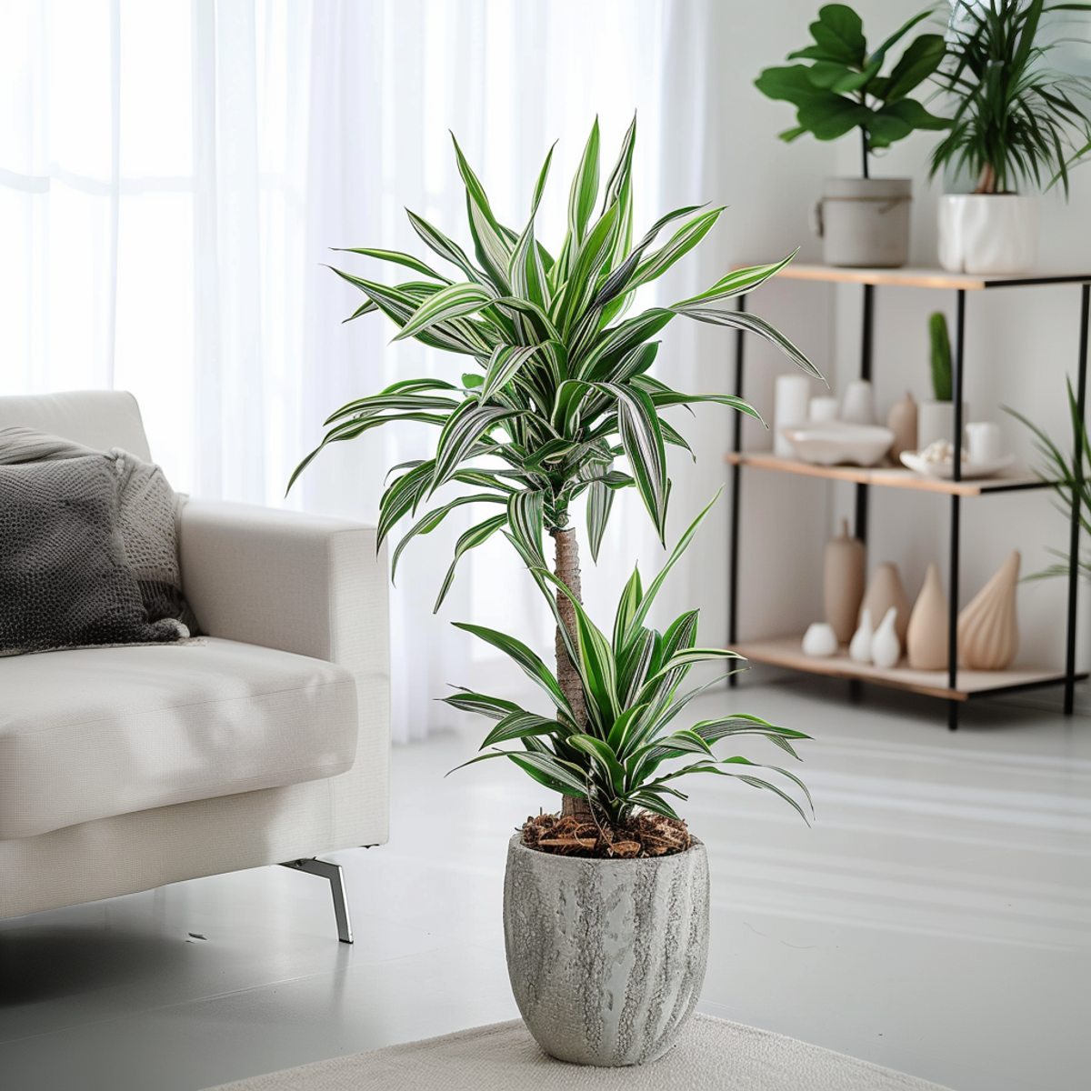 Dragon Tree Dracaena Deremensis 'White Stripe' - Height 60-70cm