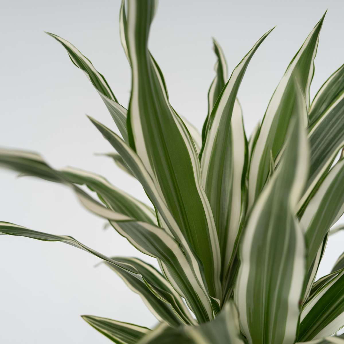 Dragon Tree Dracaena Deremensis 'White Stripe' - Height 60-70cm
