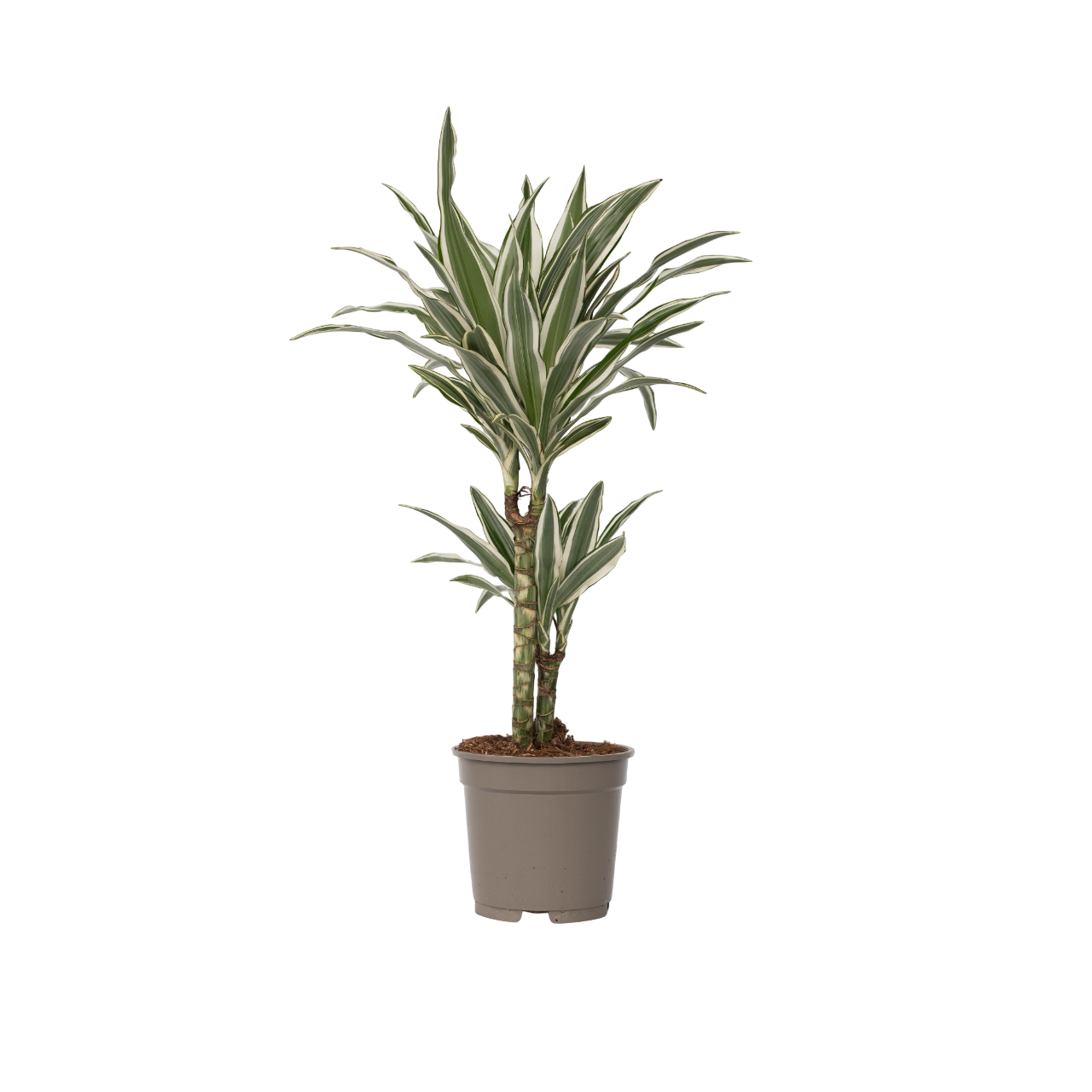 Dragon Tree Dracaena Deremensis 'White Stripe' - Height 60-70cm