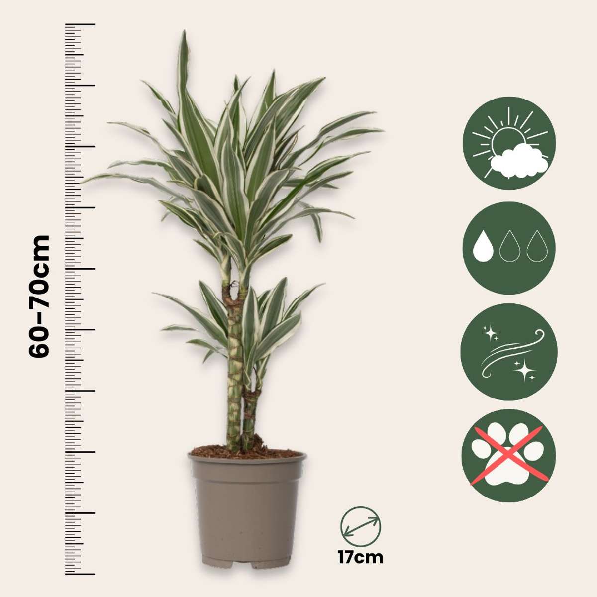 Dragon Tree Dracaena Deremensis 'White Stripe' - Height 60-70cm