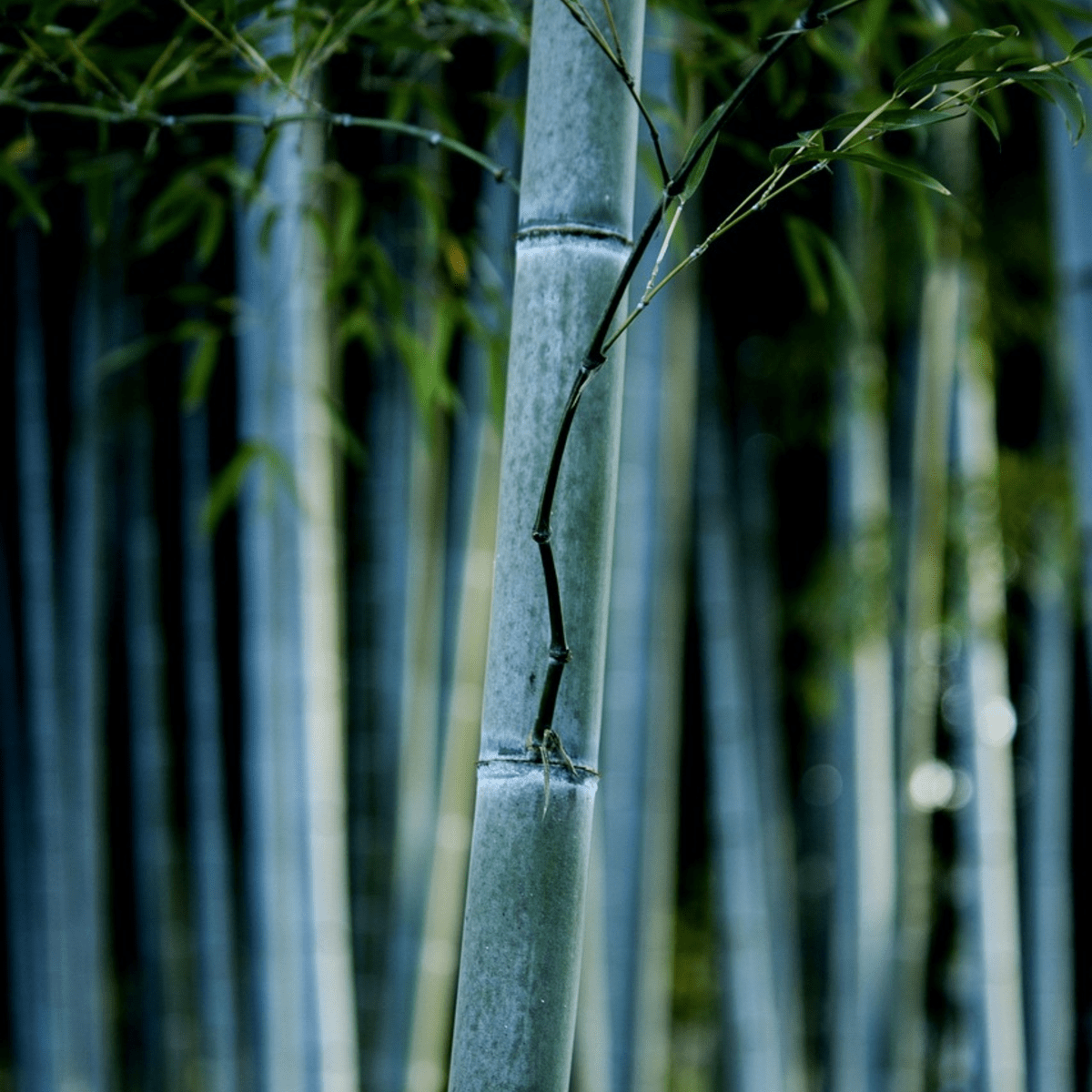 2210106_Closeup_01_SQ_2f49c018-7b1a-4e8e-af4a-d0064a9822a8