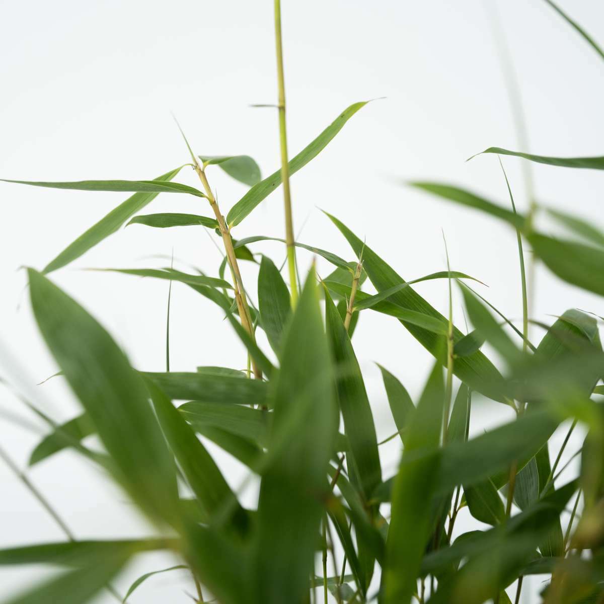 2210806_Closeup_01_SQ_2f96553c-b79d-414a-8084-f589fa2189d4