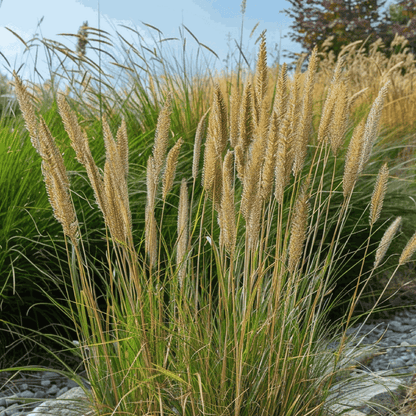 2211231_Closeup_01_SQ_9650af0d-1cff-45eb-a49f-5b896ff047c7