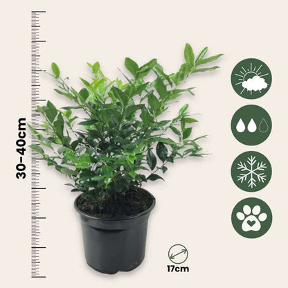 2212174_Sizeindicator_01