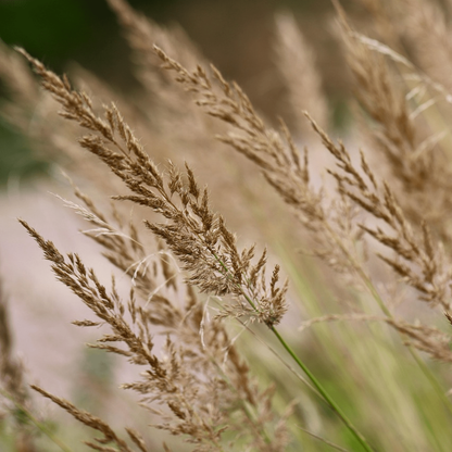 2221232_Closeup_01_SQ_7510fbf1-aea5-4454-9b43-ca3d96bfe1ef