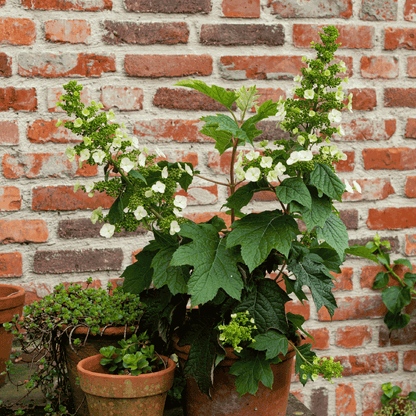 2226191_Atmosphere_01_SQ_7rd3fh_af88b9af-bd1a-4e23-8719-a9d1d6572306