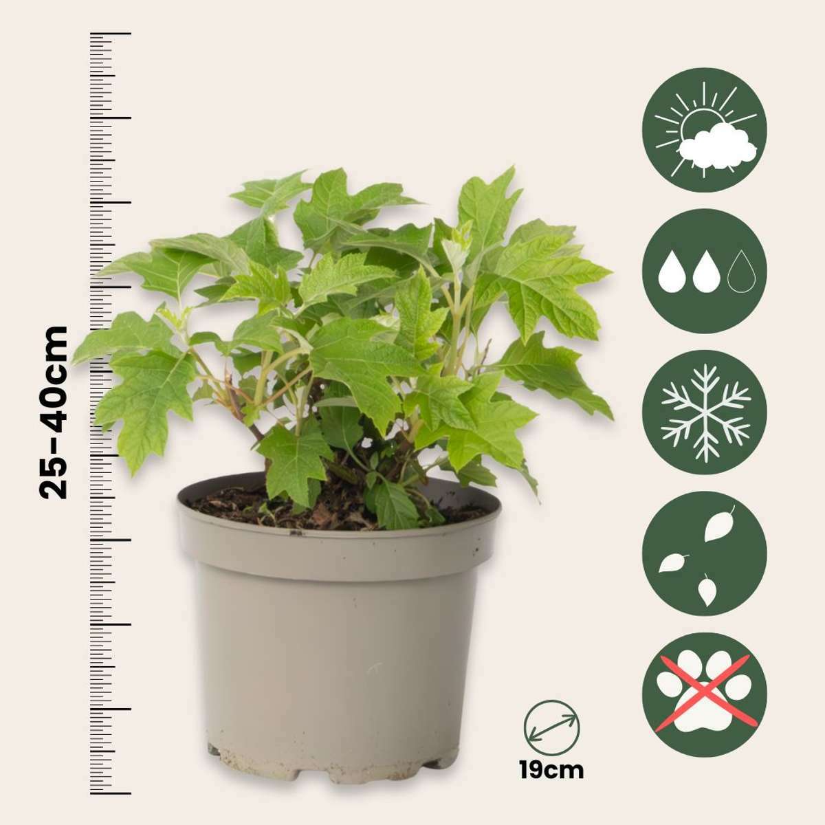 2226191_Sizeindicator_01